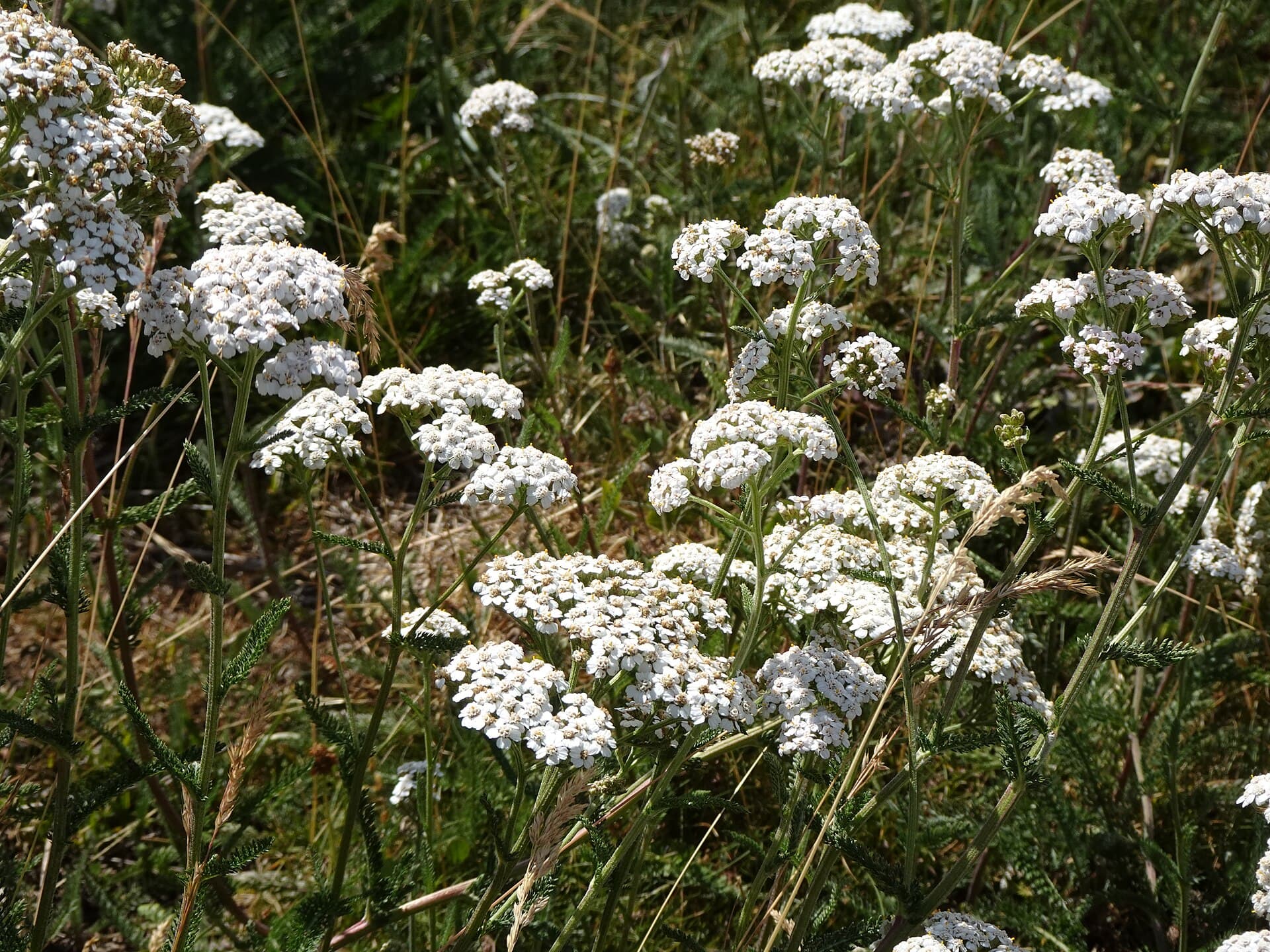 Valloire